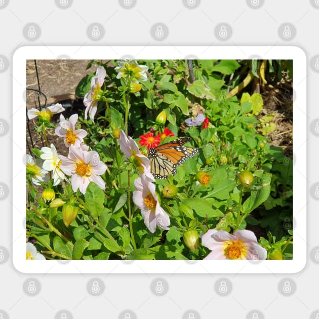 Monarch Butterfly on Dahlia Sticker by claire-l-page